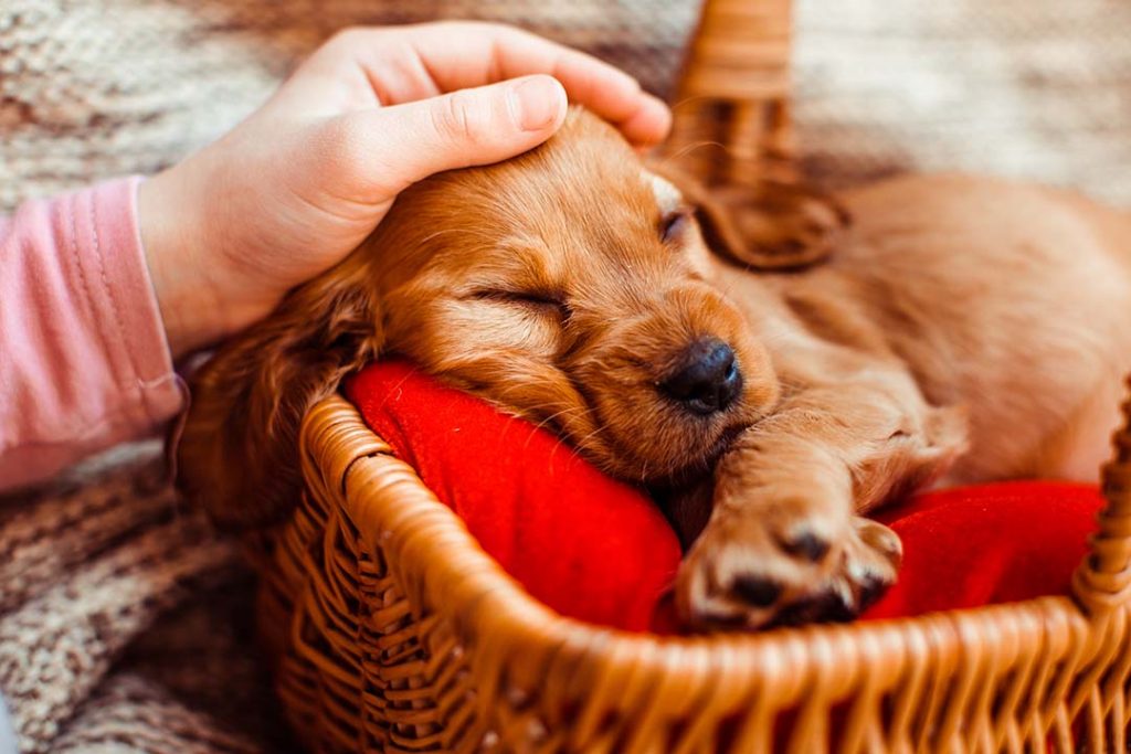 Cachorro duerme en una cesta de mimbre mientras una mano pequeña lo acaricia.