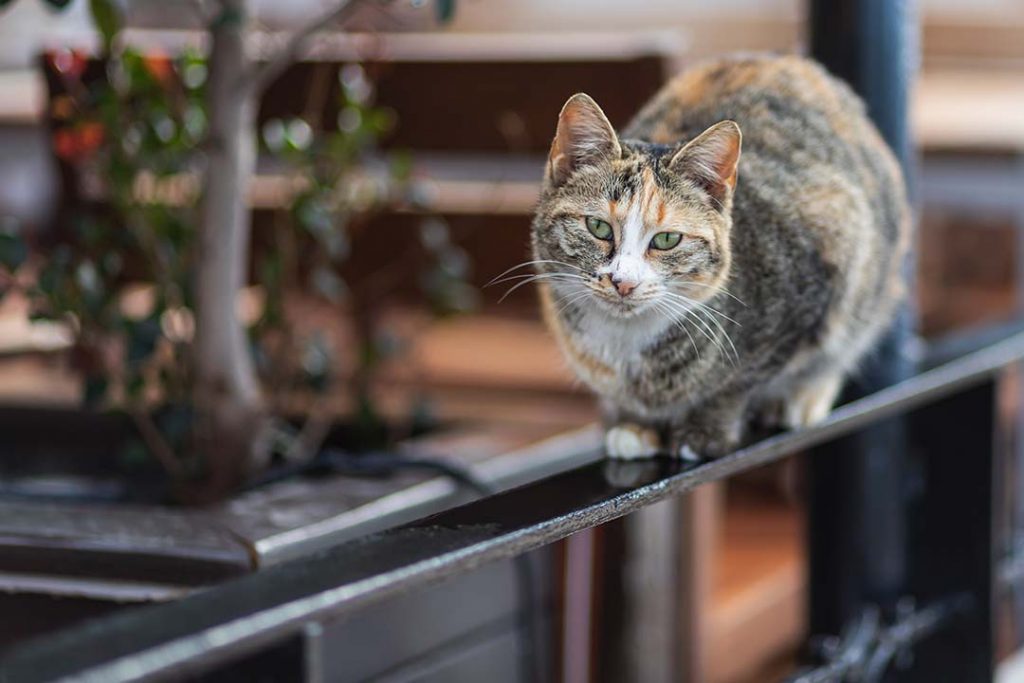 gato geriátrico multicromático se situa sobre una barandilla