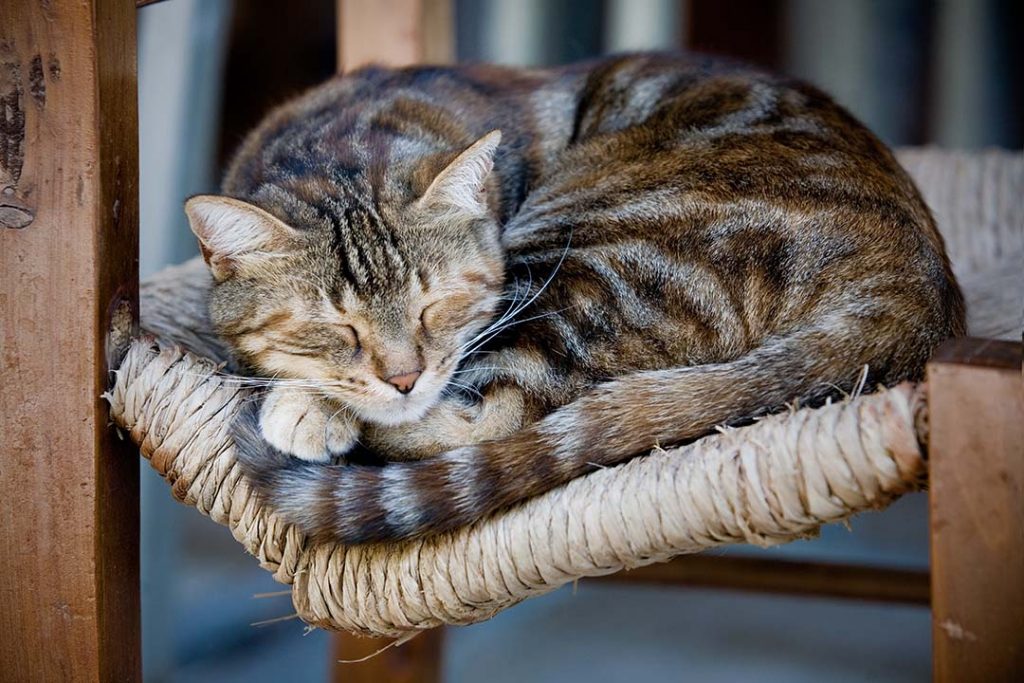 Gato anciano duerme sobre una silla de mimbre