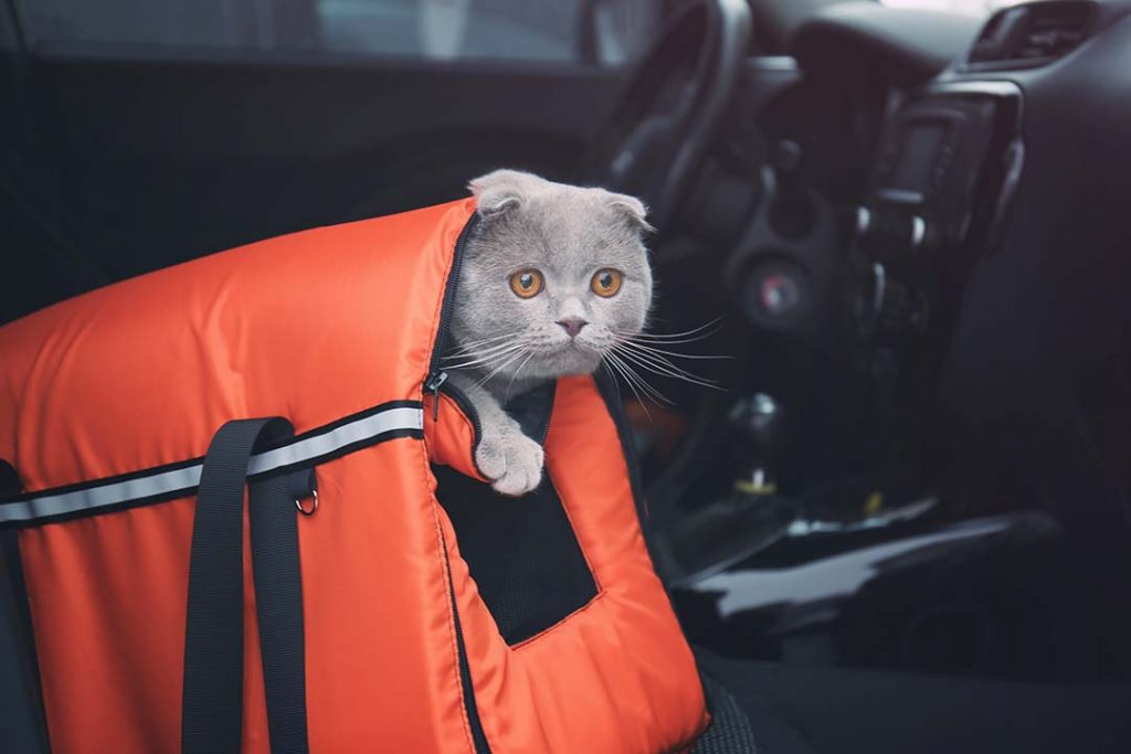 Gato saca la cabeza a través de un trasnportín de tela en el asiento del copiloto de un coche