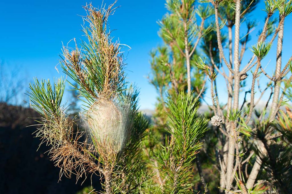 Tela blanquecina que conforma el nido de procesionaria en el alto de una pino