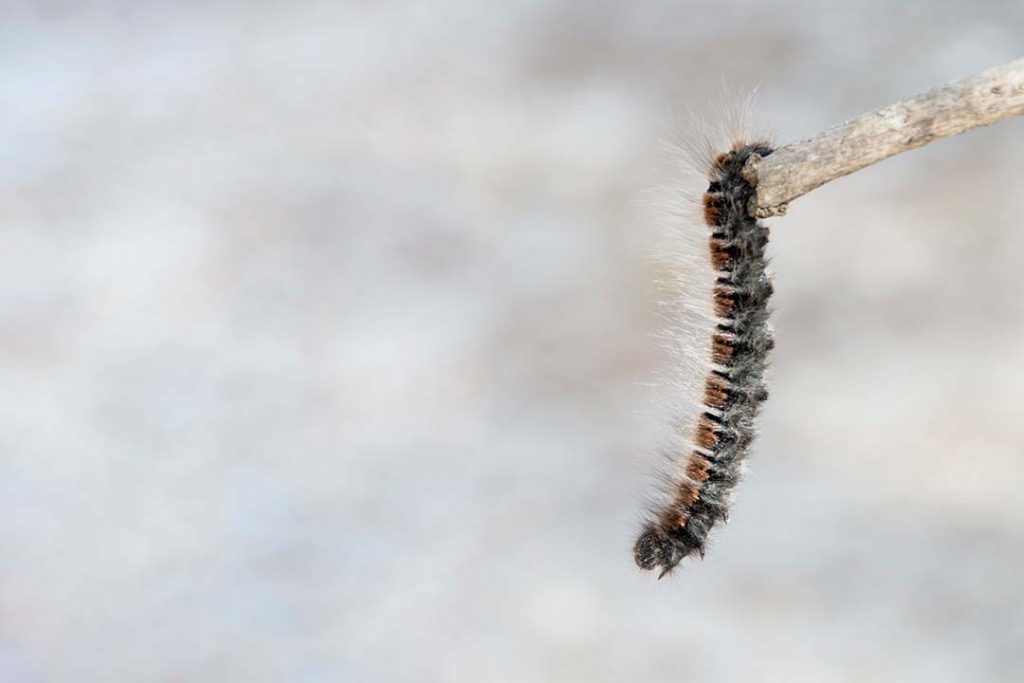 oruga procesionaria colgando de un palo