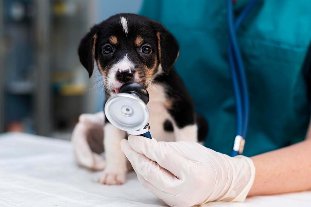 Cachorro de perro juega con el estetoscopio de un veterinario