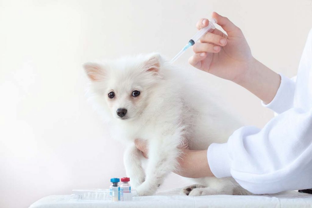 Pomerania blanco recibe una vacuna para perros