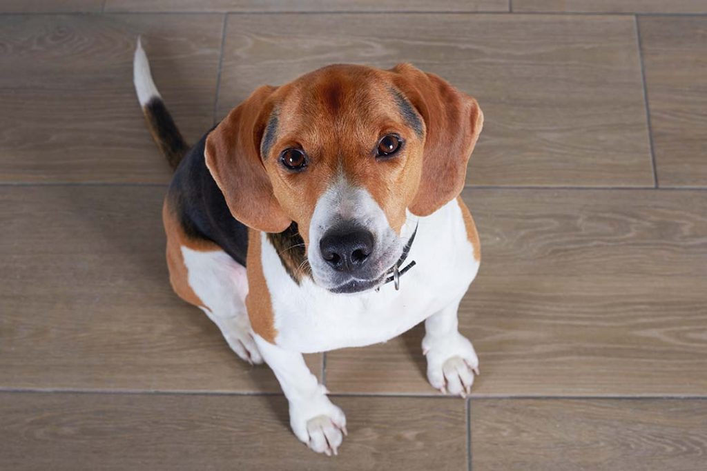 Perro marrón y blanco permanece sentado con la mirada atenta