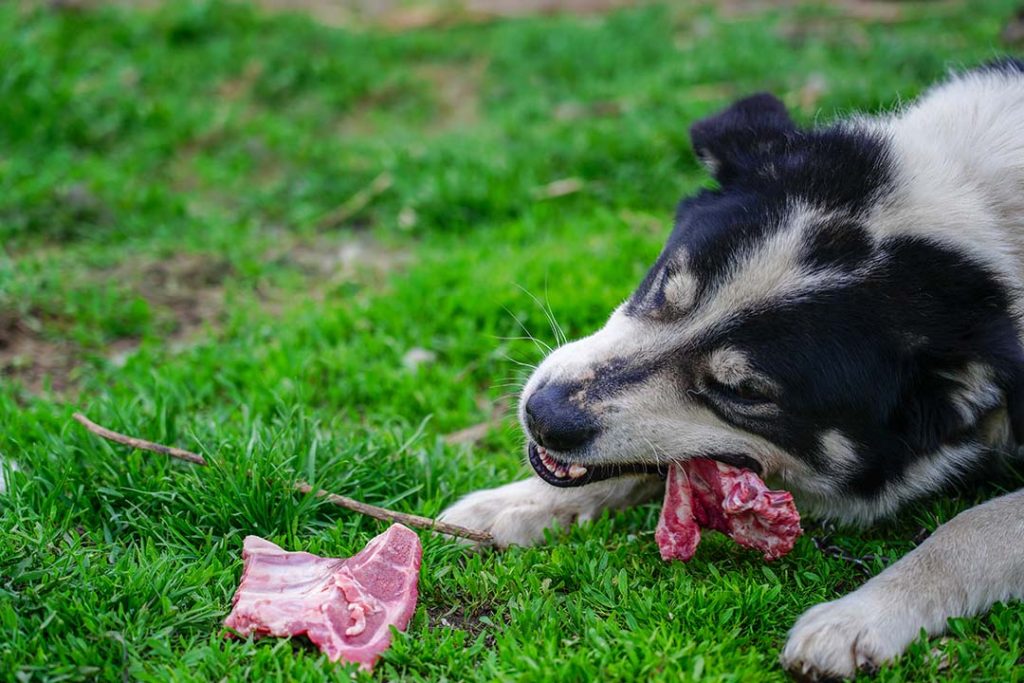 Perro mastica un hueso crudo sobre la hierba.