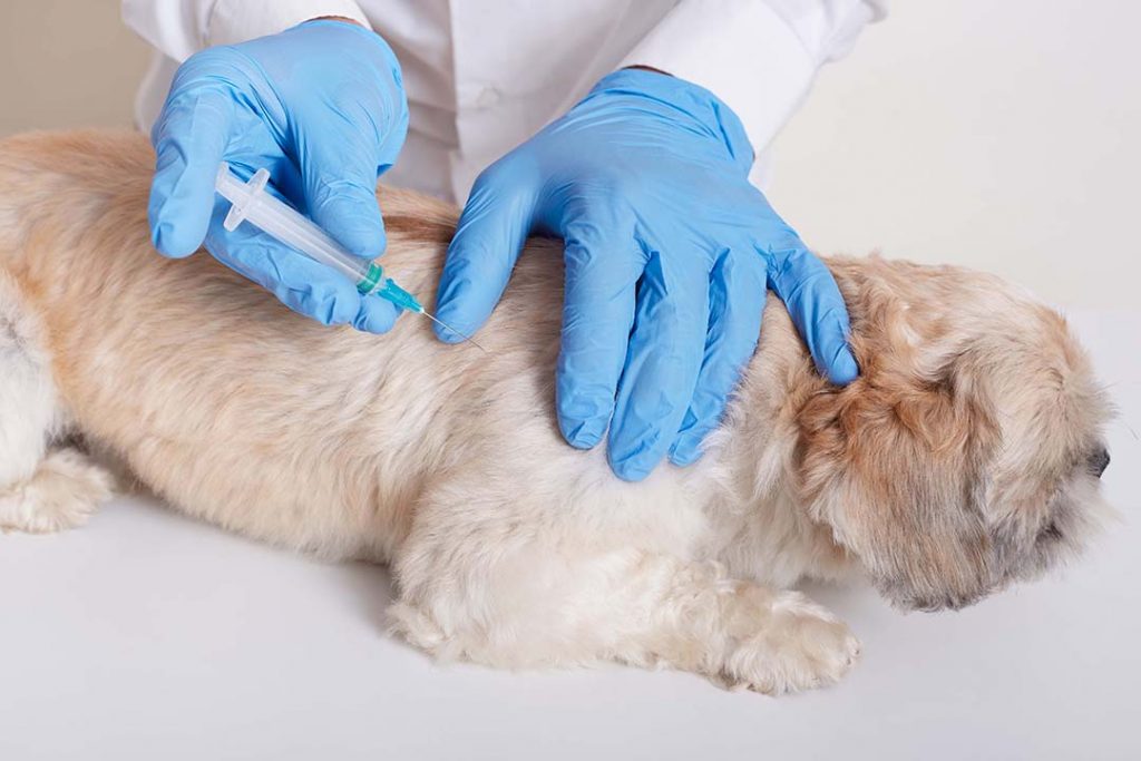 Perro de mediano tamaño de color marrón claro recibe una vacuna