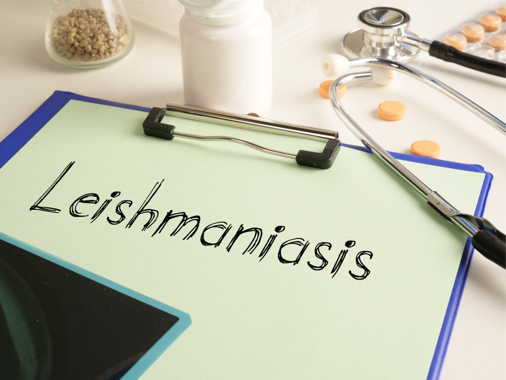 Todo sobre la lesihmaniasis en animales y humanos, una enfermedad poco común en España