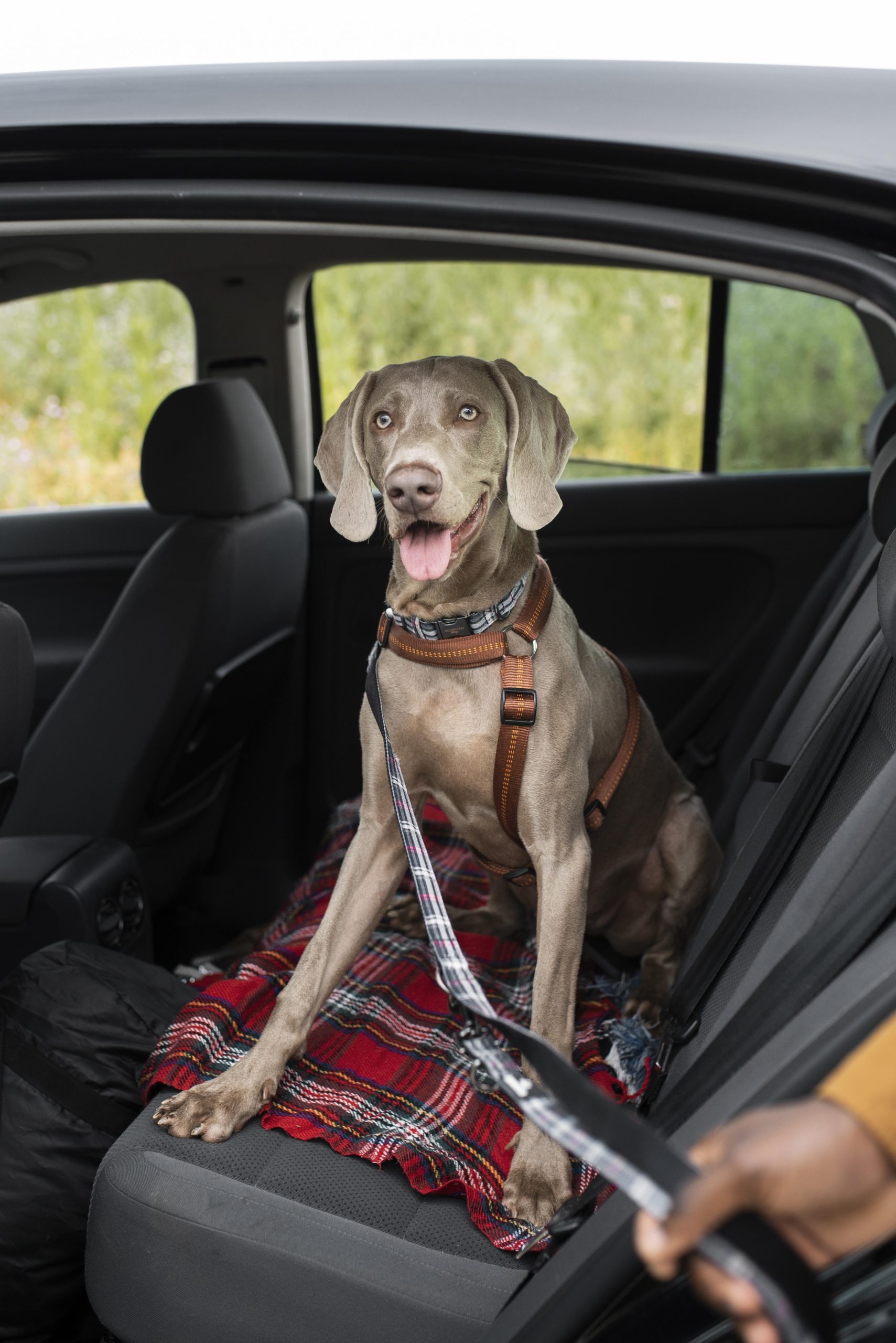 Viajar de forma segura con mascotas en coche con un arnés especial 