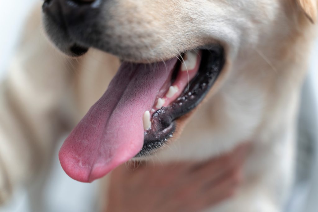 Importante mantener una buena rutina bucodental de nuestras mascotas