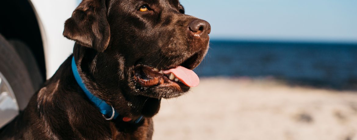 Enfermedades de perros que son más frecuentes en verano por el calor y la humedad