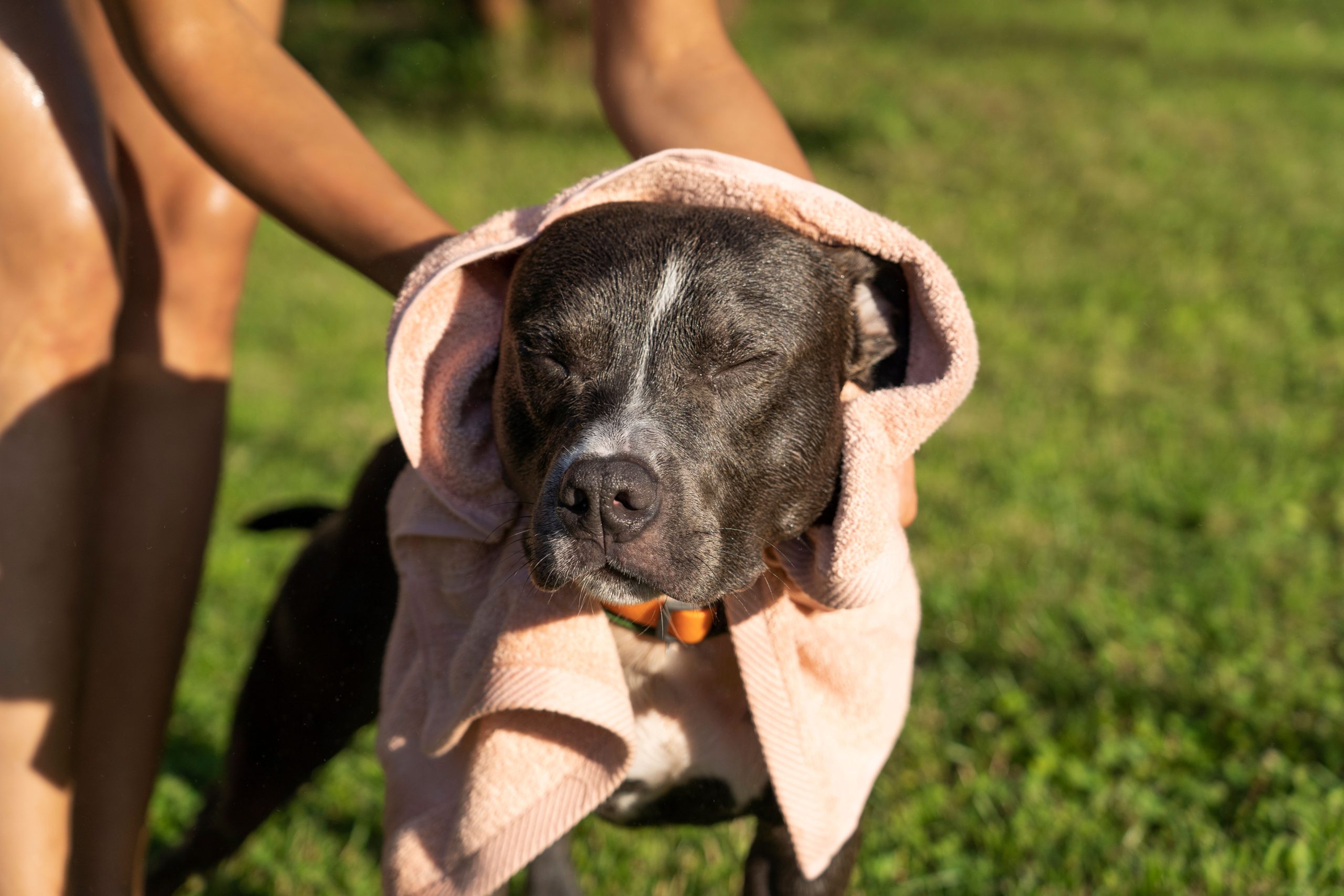 Un problema grave para los perros en verano es la otitis debido a los baños en el mar o piscinas